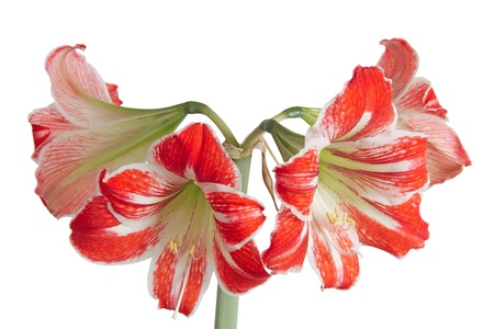 Gippeastrum, Amaryllis (Latin Hippeastrum, Amaryllis), isolated on white backgroundの写真素材