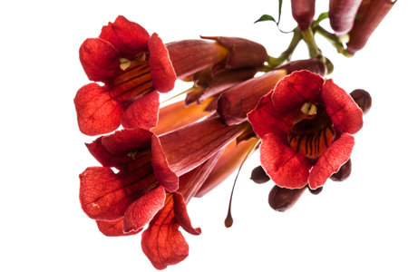 Trumpet flowers, lat. Campsis, isolated on white background
