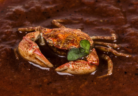 Cooked crab, isolated on white backgroundの写真素材