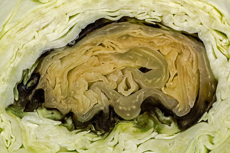 Spoiled rotten cabbage close-upの写真素材