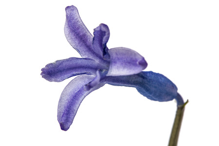 Flower of hyacinth closeup, isolated on white backgroundの写真素材