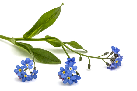 Light blue flowers of Forget-me-not (Myosotis arvensis), isolated on white backgroundの写真素材