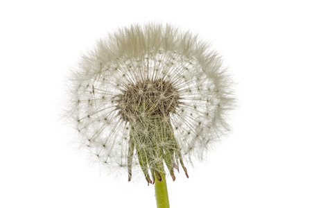 Old  dandelion isolated on white backgroundの写真素材