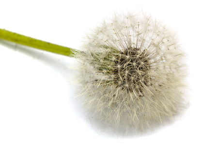 Old dandelion isolated on white backgroundの写真素材