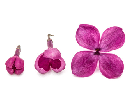Gowth stages of flower lilac, Syringa vulgaris, isolated on whiteの写真素材