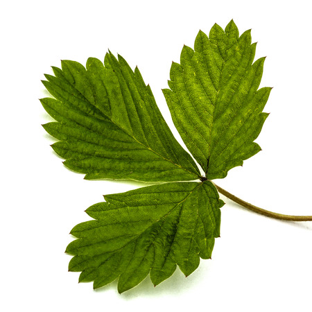 Green leaf of wild strawberries, isolated on white backgroundの写真素材