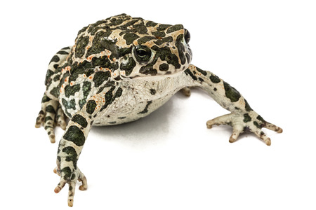 Toad green, lat. Bufo viridis, isolated on white backgroundの写真素材