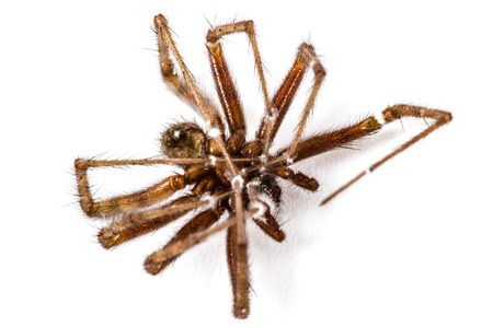 Spider close up, isolated on white backgroundの写真素材
