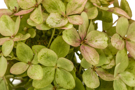 Background from flowers of hydrangea close-up