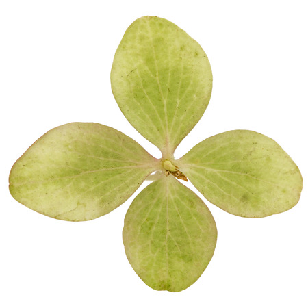 Flower of hydrangea close-up, isolated on white background