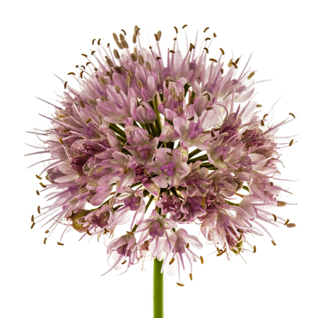Inflorescence  of decorative onion, ornamental allium flowers,  isolated on white backgroundの写真素材