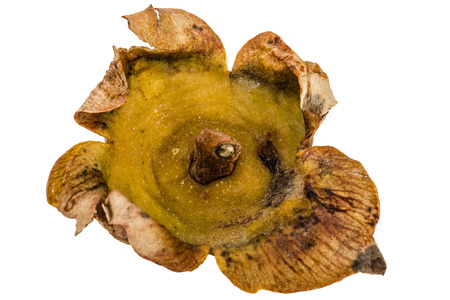 Dried leaves of persimmon fruits, isolated on white backgroundの写真素材
