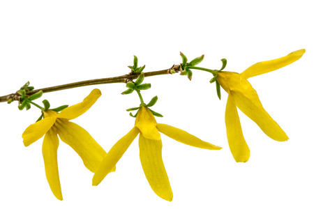 Flowers of forsythia, isolated on white backgroundの写真素材