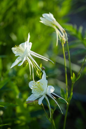 Flower of aquilegia in the garden in the glare of the setting sunの写真素材