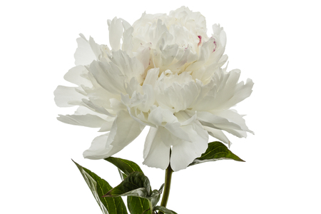 White flower of peony, lat. Paeonia, isolated on white backgroundの写真素材