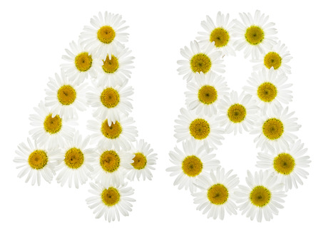 Arabic numeral 48, forty eight, from white flowers of chamomile, isolated on white backgroundの写真素材