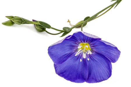 Blue flower of flax, isolated on white backgroundの写真素材