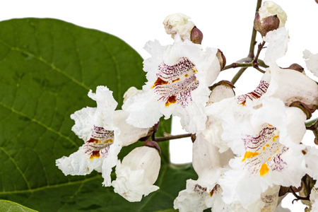 Flowering tree of Catalpa, lat. Catalpa speciosa, isolated on white backgroundの写真素材