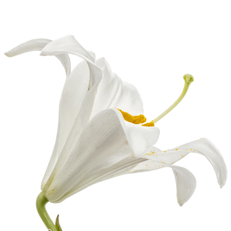 Flower of white lily, isolated on white backgroundの写真素材