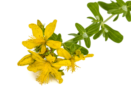 Flowers  of St. John's wort (Hypericum perforatum), isolated on white backgroundの写真素材