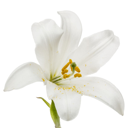 Flower of white lily, isolated on white background