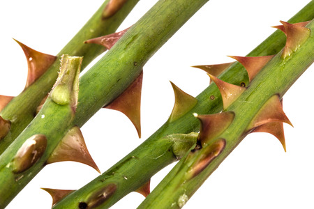 Thorns of roses, isolated on white backgroundの写真素材