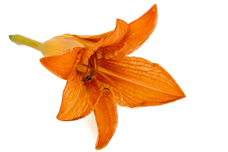 Flower of day-lily, isolated on white backgroundの写真素材