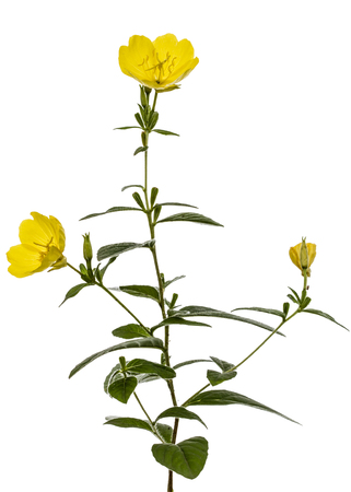 Yellow flower of Evening Primrose, lat. Oenothera, isolated on white backgroundの写真素材