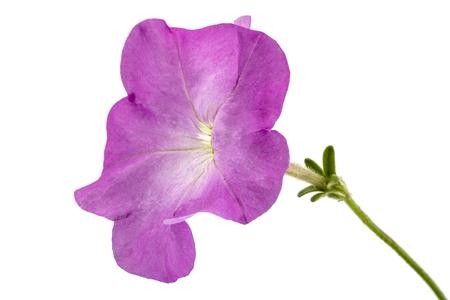 Purple petunia flower, isolated on white backgroundの写真素材