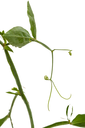 Stem and leaf of sweet pea, isolated on white backgroundの写真素材