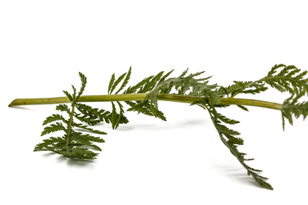 Leaf of yarrow, lat. Achillea millefolium, isolated on white backgroundの写真素材