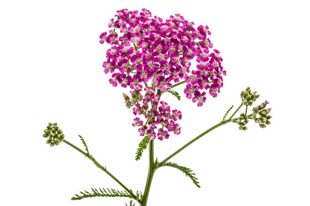 Flowers of yarrow, lat. Achillea millefolium, isolated on white backgroundの写真素材