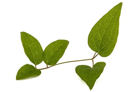 Green leafs of clematis, isolated on white backgroundの写真素材