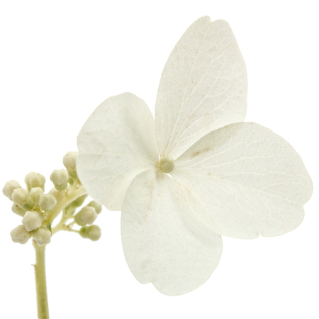 Flower of hydrangea closeup, lat. Hydrangea paniculata, isolated on white backgroundの写真素材