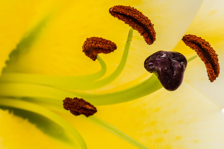 Flower of yellow oriental lily closeup, isolated on white backgroundの写真素材