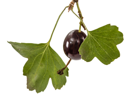 Currant black berries isolated on white backgroundの写真素材