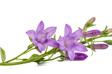 Violet flower of Campanula, isolated on white backgroundの写真素材