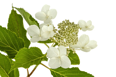 Inflorescence of hydrangea, lat. Hydrangea paniculata, isolated on white backgroundの写真素材