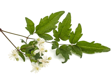 Flowers and leafs of Clematis , lat. Clematis vitalba L., isolated on white backgroundの写真素材