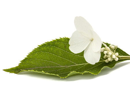 Flower of hydrangea closeup, lat. Hydrangea paniculata, isolated on white background