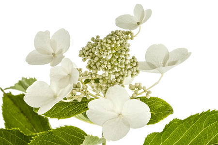 Inflorescence of hydrangea, lat. Hydrangea paniculata, isolated on white backgroundの写真素材