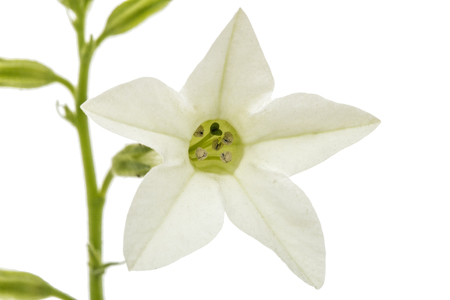 Flower of fragrant tobacco, lat. Nicotiana sanderae, isolated on white backgroundの写真素材