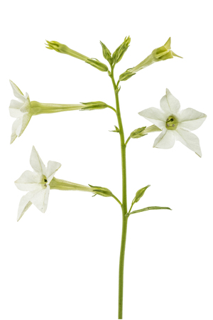 Flower of fragrant tobacco, lat. Nicotiana sanderae, isolated on white backgroundの写真素材