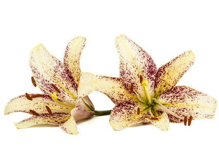 Flowers of asian lily, isolated on white backgroundの写真素材