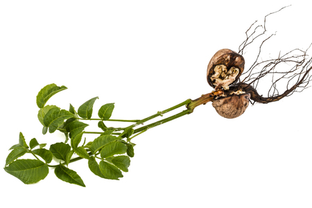 Sprout of a young walnut, isolated on white backgroundの写真素材