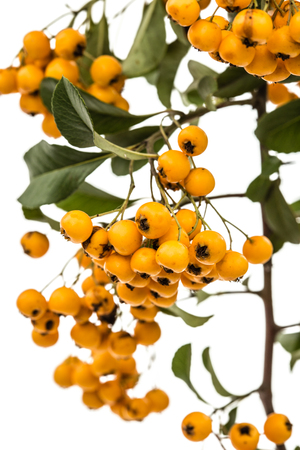 Yellow berries of shrubby pyracanthus, lat. Pyracantha, isolated on white backgroundの写真素材