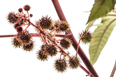 Fruit of ricinus communis close-up. isolated on white backgroundの写真素材