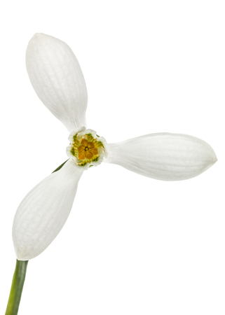 Flower of snowdrop closeup, isolated on white backgroundの写真素材