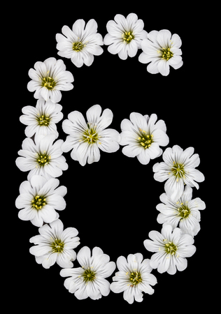 Arabic numeral 6, six, from white flowers of Cerastium tomentosum, isolated on black backgroundの写真素材