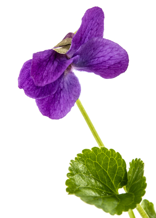 Flower of the violet, isolated on white backgroundの写真素材
